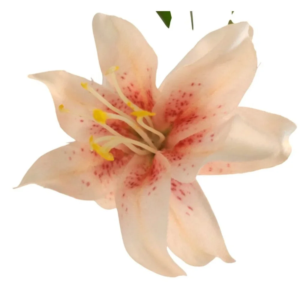 Luxury Artificial Asiatic Lily Stem 27 Inch | Blush Pink and White Faux Lily | D